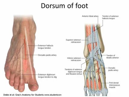 Fractura pedis transversa