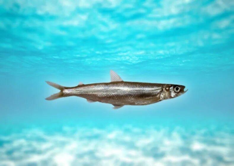 Корюшка малоротая дальневосточная. Путассу свежемороженая. Морская малоротая корюшка. Корюшка ряпушка снеток. Корюшка морская рыба.