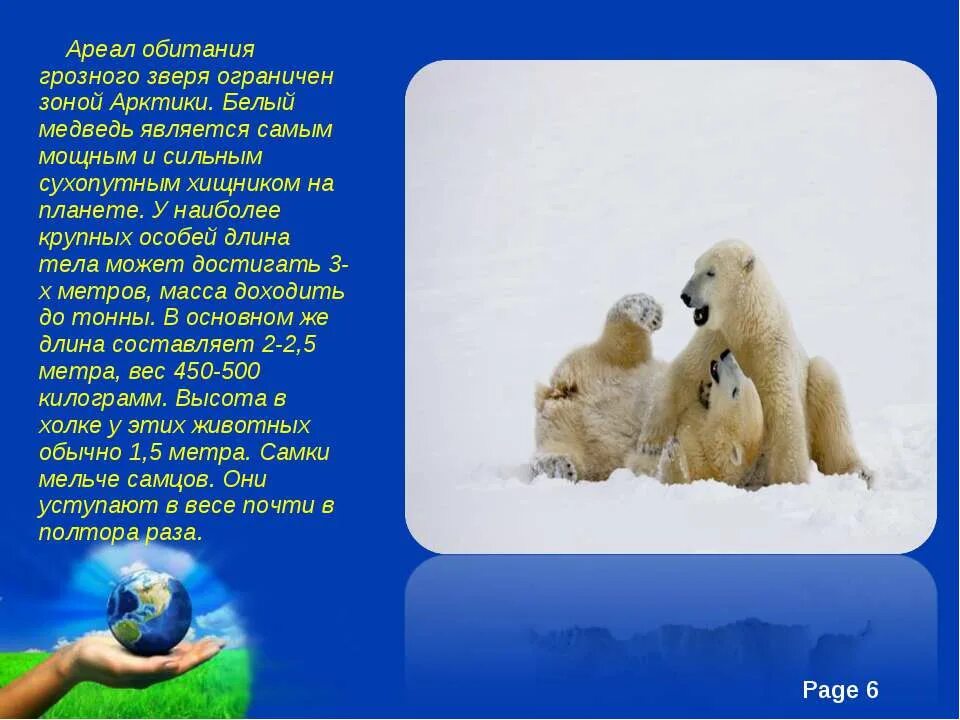 Белый медведь обитает. Среда обитания белого медведя. Белый медведь обитание. Ареал обитания белых медведей. Как можно объяснить ареал обитания белого медведя