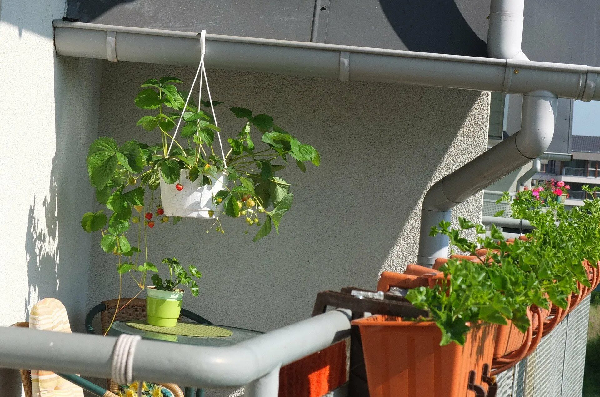 Можно выращивать клубнику на балконе. Клубника на балконе. Земляника на балконе. Емкость для земляники балконной. Клубника в горшках на улице.