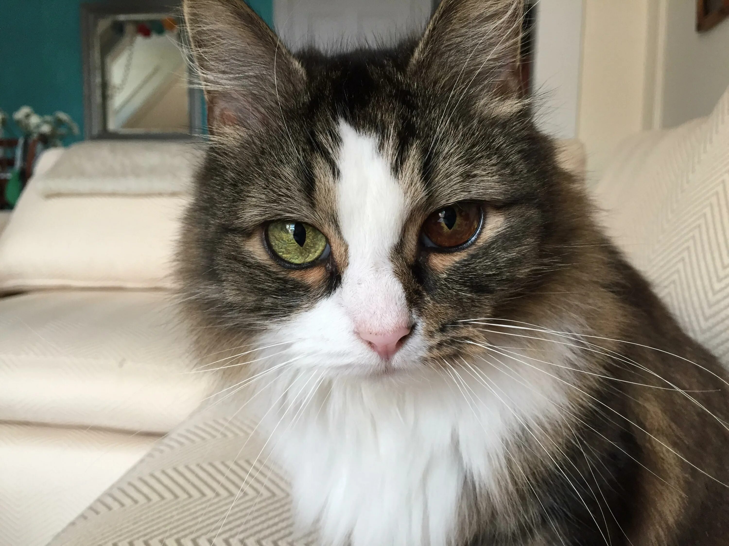 Cat org