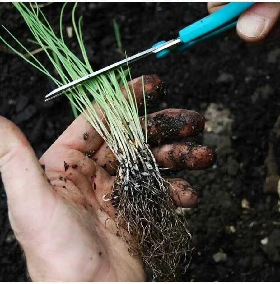 Лук порей рассада. Как садить лук порей. Лук порей посадка. Лук порей рассада. Лук порей рассада.