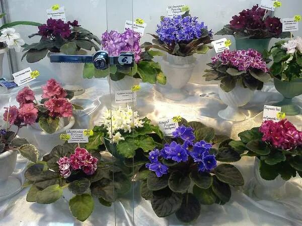 Стрептокарпус темно сиреневый. Центр фиалки на вднх фиалки. Центр фиалки на вднх. Центр фиалки на ввц. Центр фиалок на вднх укорененные.