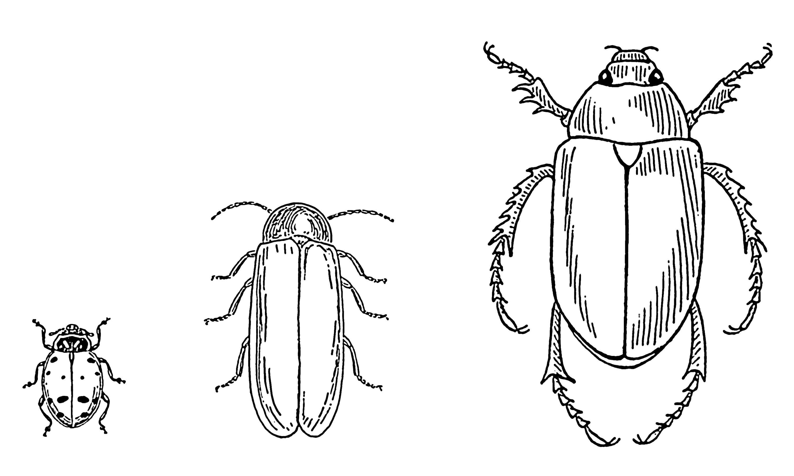 Structure of a generalized lebiine ground beetle (Carabidae) A, dorsal... Downlo