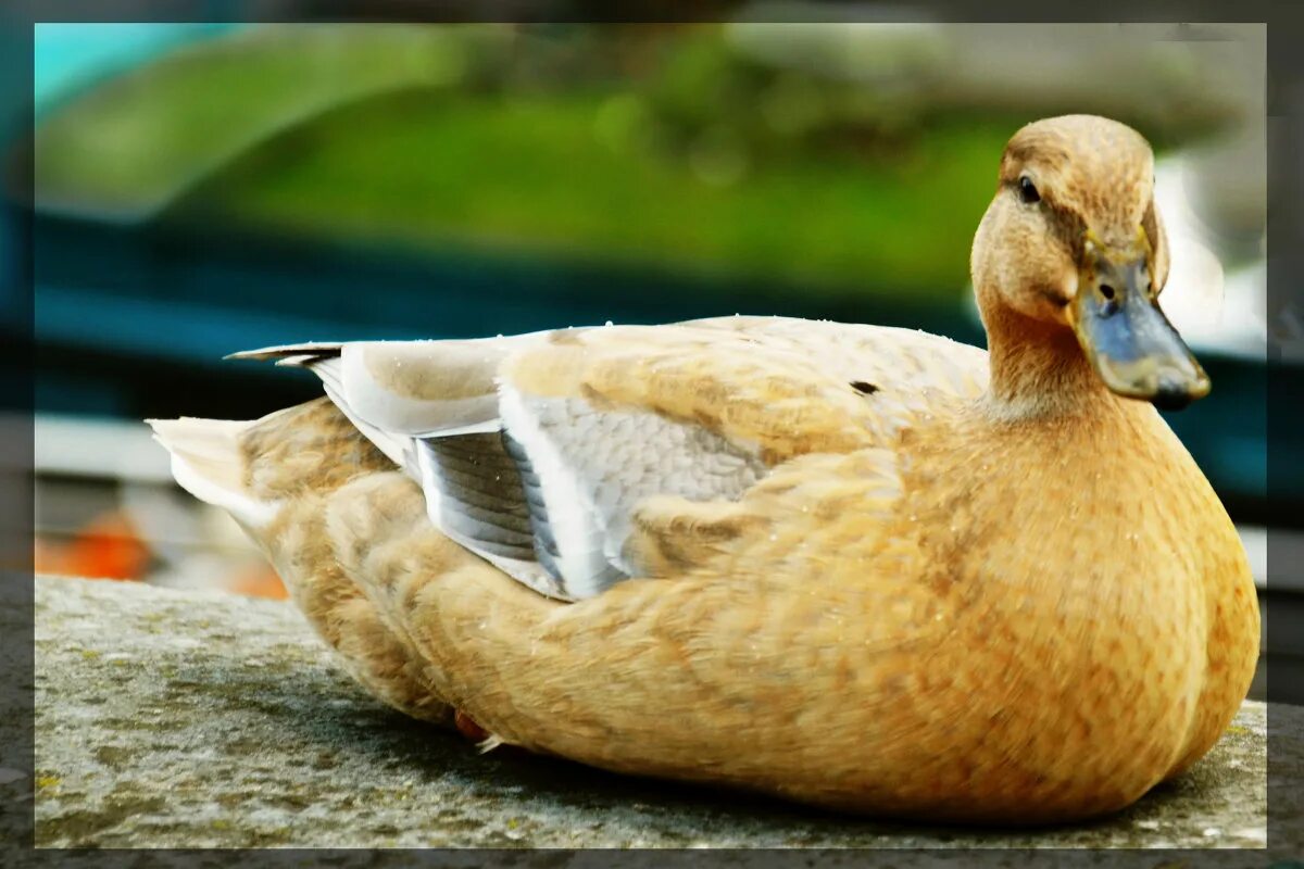 Французская уточка. Бройлерные утки муларды. Саксон утка. Французский селезень. Французская утка.