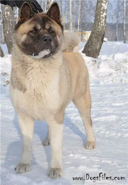 Акито скрещенный с бельгийской овчаркой фото Black Akita Inu Akita dog, Japanese akita, American akita
