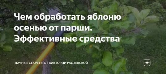 Чем обработать яблоню от парши весной. Обработка яблонь от парши. Парша на яблоне чем обработать весной. Прививка от парши яблонь. Когда опрыскивать яблони от парши осенью.