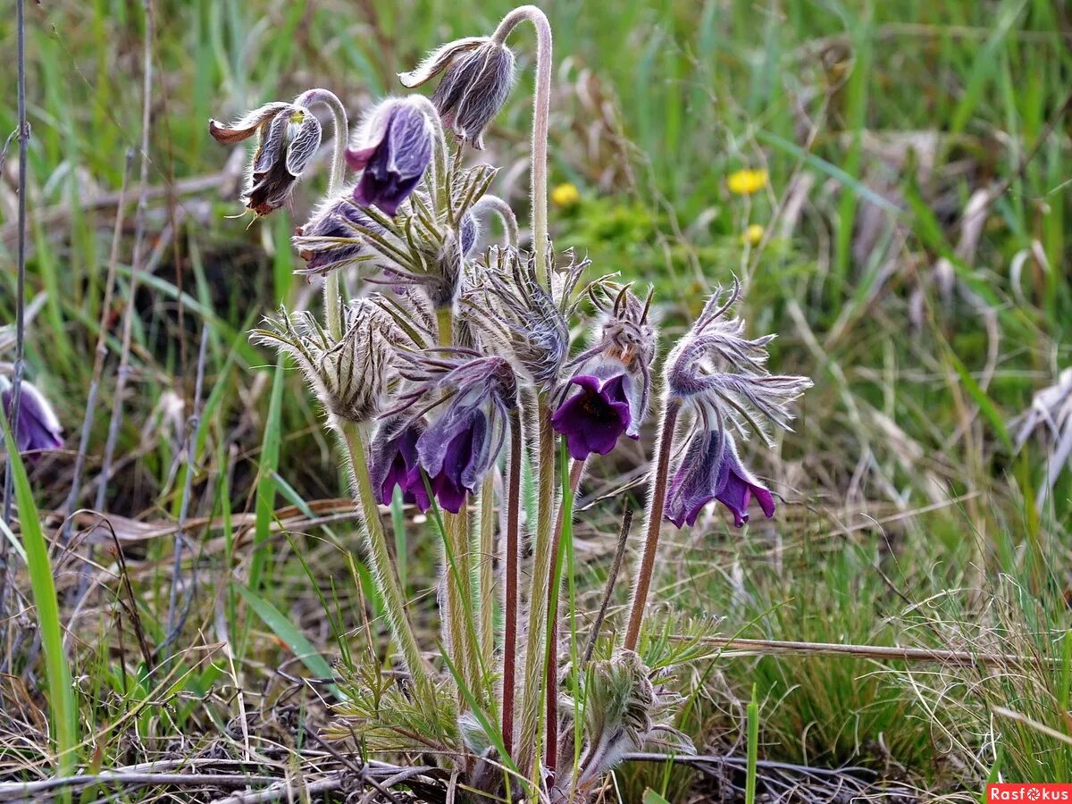 Флора башкортостана. Травянистые растения башкортостана. Травянистые растения башкортостана. Медоносные цветы урала. Растения башкортостана.