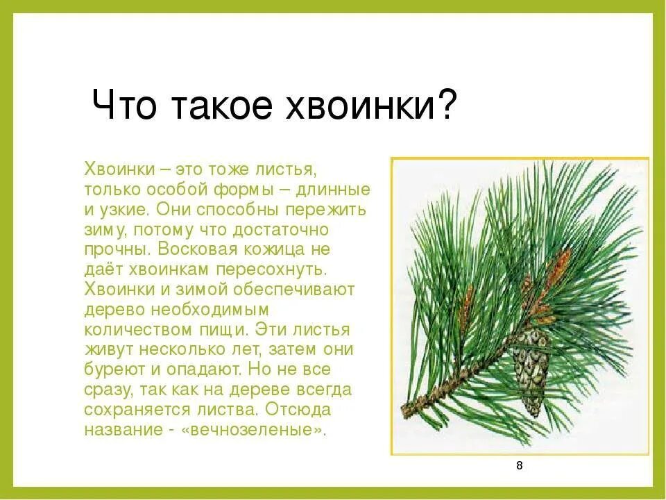 Что нужно хвойным. Что такое хвоинки. Иголки ели и сосны. Иглы хвойных деревьев. Хвоинки сосны.