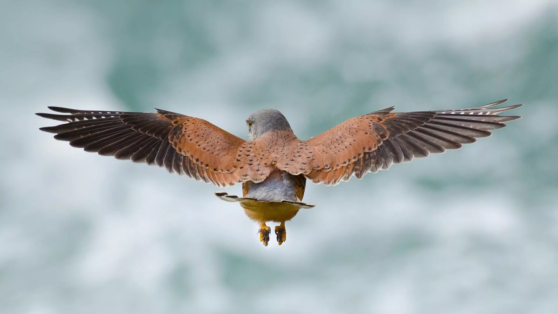 Bird back