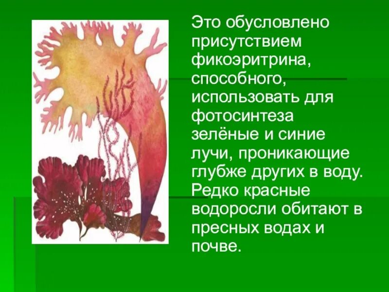 Красные водоросли. Красные водоросли обитают. Интересные факты о красных водорослях. Красные водоросли фотосинтез.