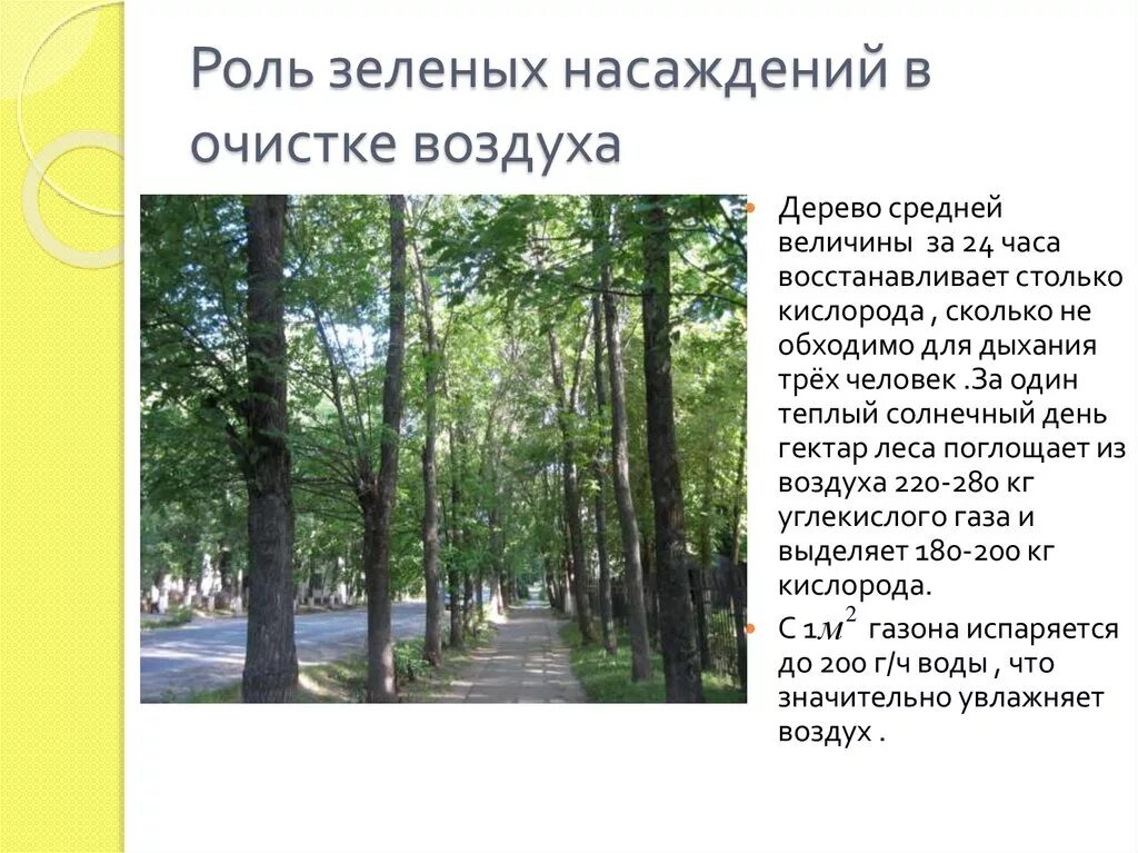 Роль зеленых насаждений. Деревья очищающие воздух в городе. Роль зеленых насаждений в очистке воздуха. Роль зеленых насаждений в городе