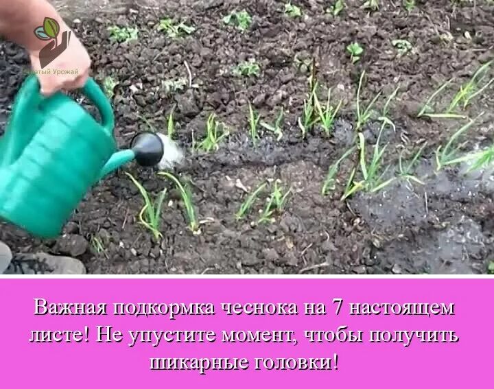 Подкормка под зиму. Грунт для посадки. Торф мульча. Подкормка чеснока весной. Первая весенняя подкормка чеснока.