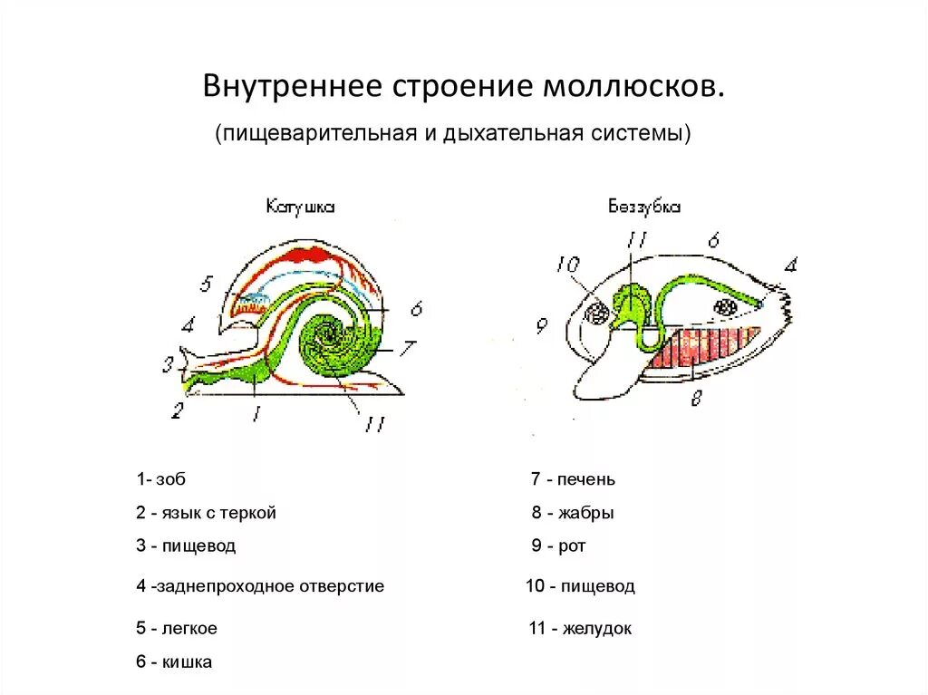 Органы строения моллюска. Внутреннее строение моллюска. Тип пищеварительной системы у моллюсков. Внешнее и внутреннее строение моллюсков. Внутреннее строение моллюска пищеварительная система.