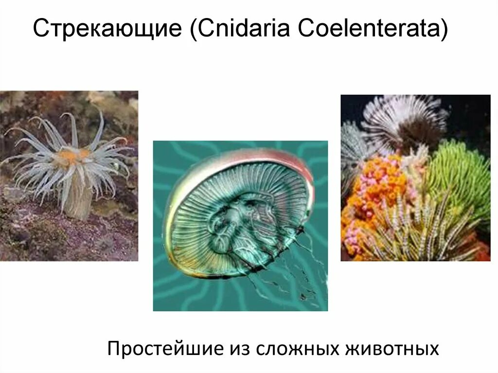 Выберите животных относящихся к кишечнополостным. Выберите животных относящихся к кишечнополостным