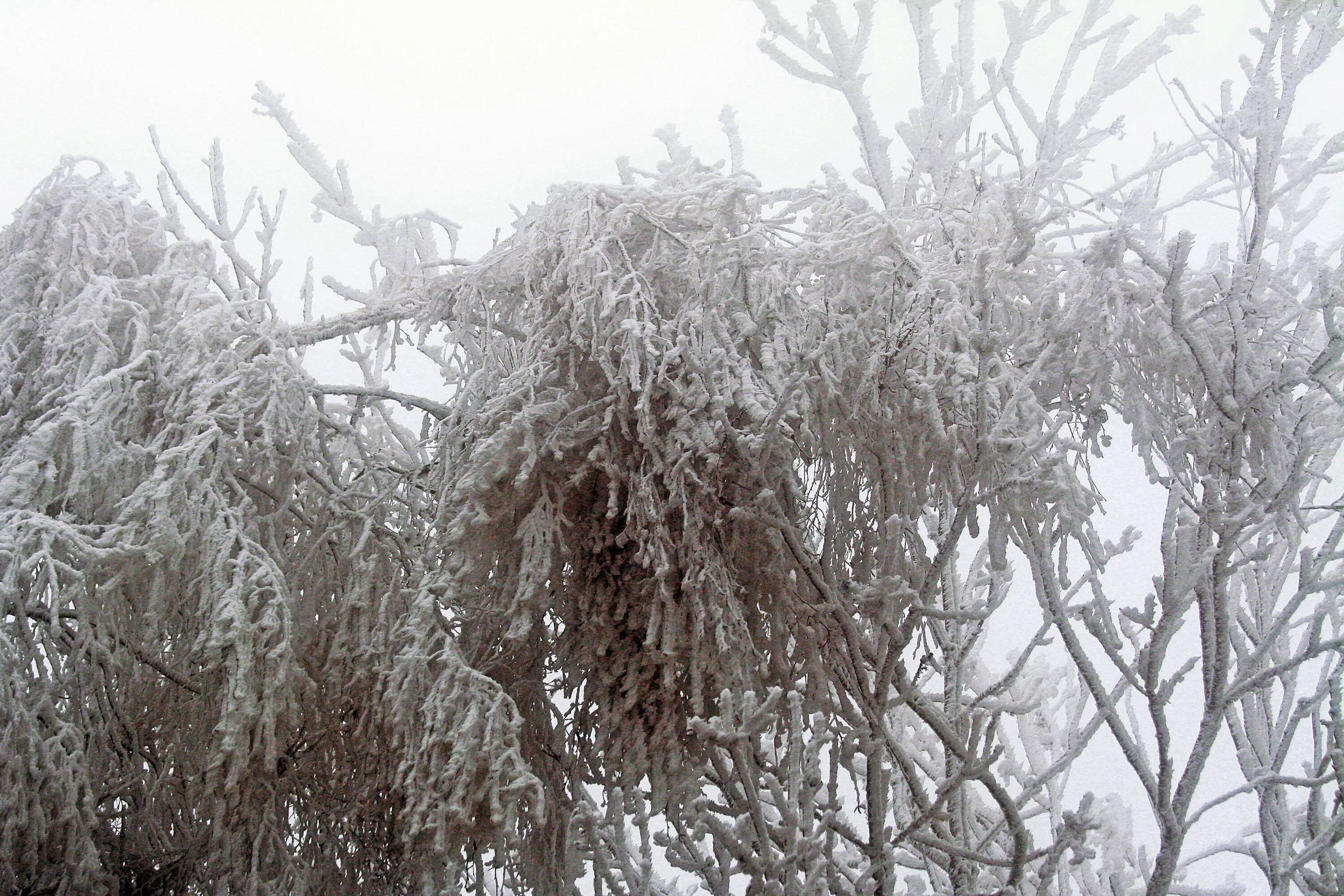 Холод деревья. Холодное дерево. Обледенение корень. Замороженная ветка. Почему зимой металл на ощупь холоднее дерева