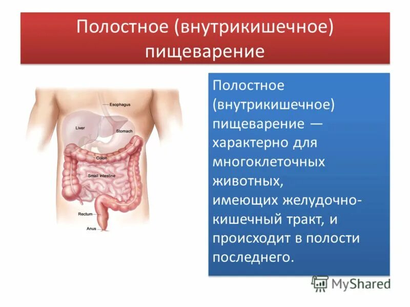 Лапароскопическая резекция правой почки. Расширение полостной системы. Резекция почки полостная. Гидронефротическая деформация почки. Операция аппендэктомия.