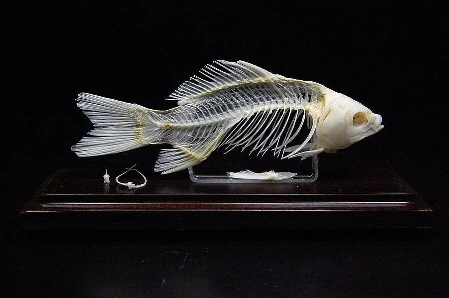 Купить кости рыбы. Рыбка скульптура. Скелет рыбы в аквариум. Скульптура скелет рыбы. Скелет рыбы STL.
