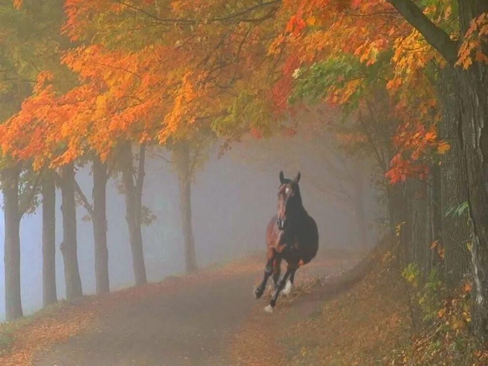 Horses fall. Лошадь в осеннем лесу. Лошади осенью. Осенний пейзаж с животными. Конь осень.