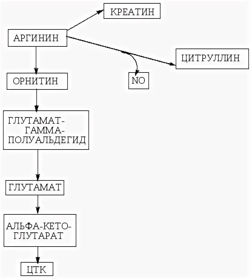 Синтез лизина биохимия. Особенности обмена и роль аргинина. Катаболизм аргинина. Особенности обмена и роль аргинина. Синтез карнитина из лизина.
