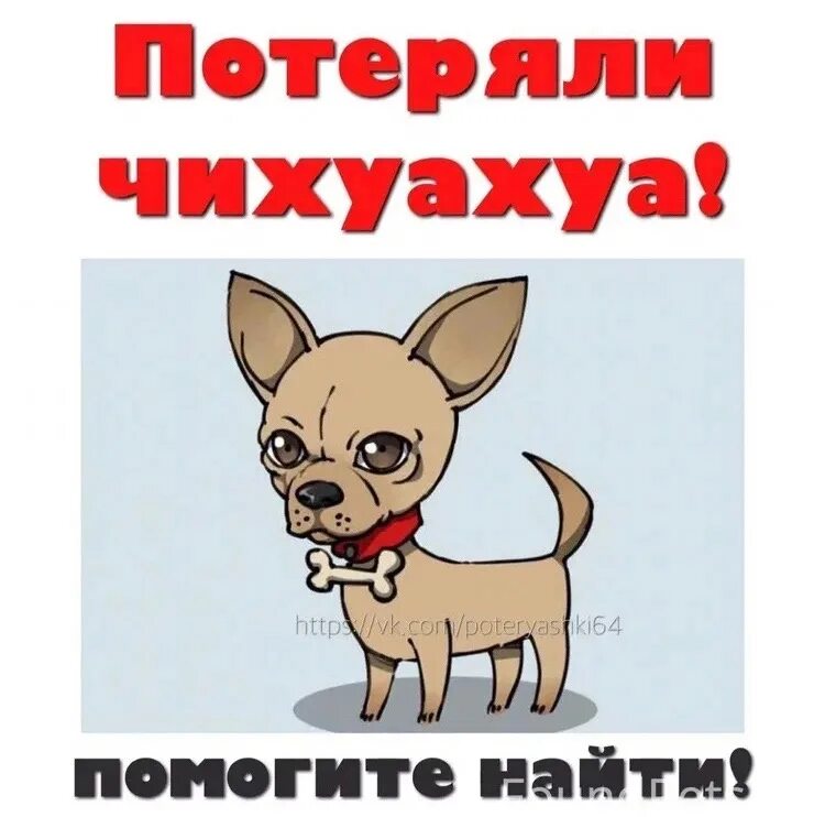Потерялся чихуахуа. Пропала чихуахуа. потерялась чихуахуа. пропала собака чихуахуа. потерялась собака чихуахуа.