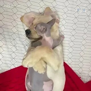 Дени мени кот