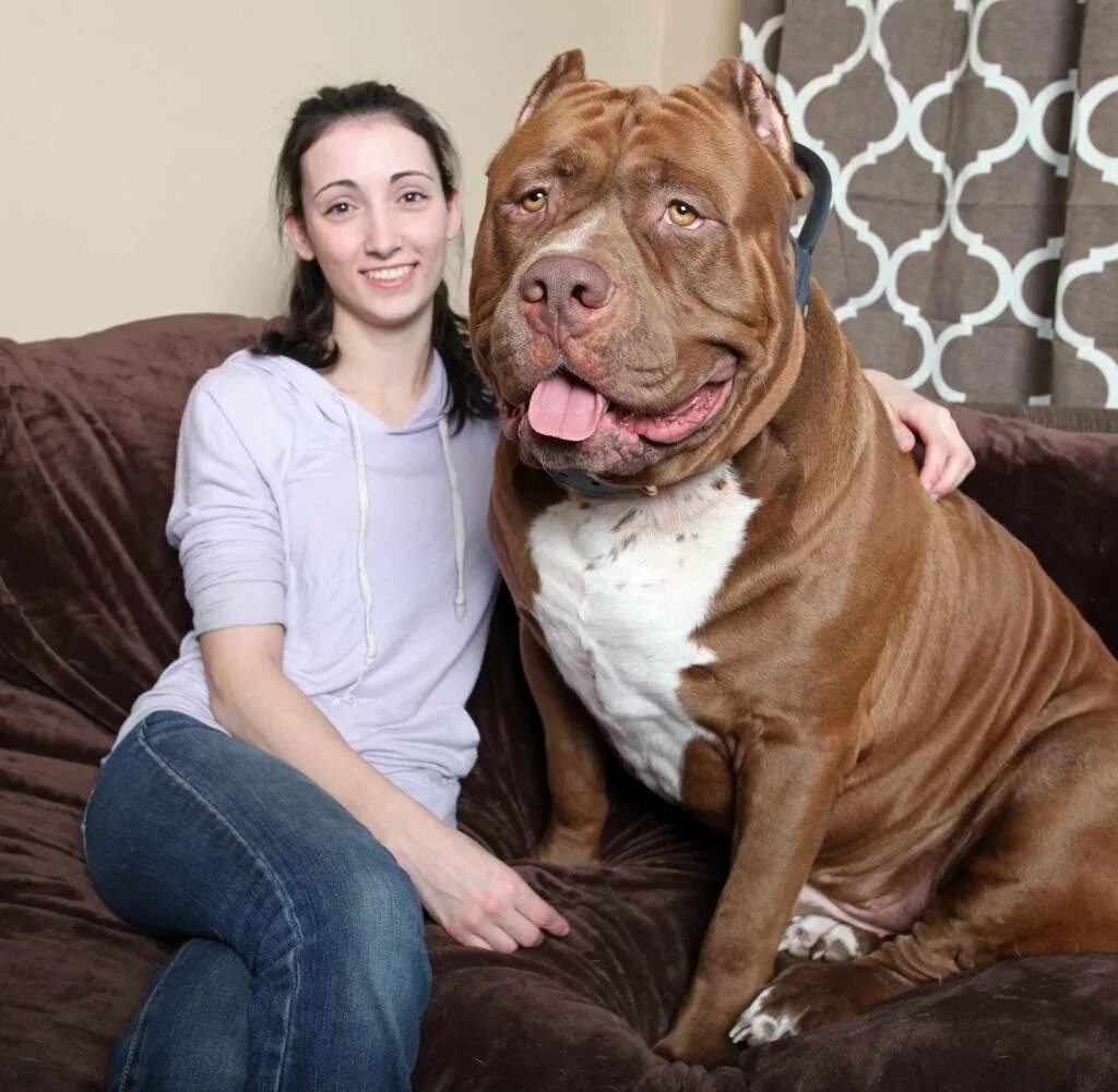 Люблю больших собак. Питбуль Халк. Мастиф Халк. Самый большой питбуль в мире Халк. Немецкий дог гигантский Джордж.