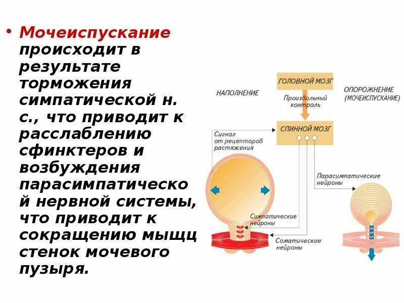 Центр рефлекса мочеиспускания. Схема процесса мочеиспускания. Нервная регуляция мочеиспускания строение. При возбуждении парасимпатической нервной системы мочевой пузырь. Регуляция мочеиспускания схема.