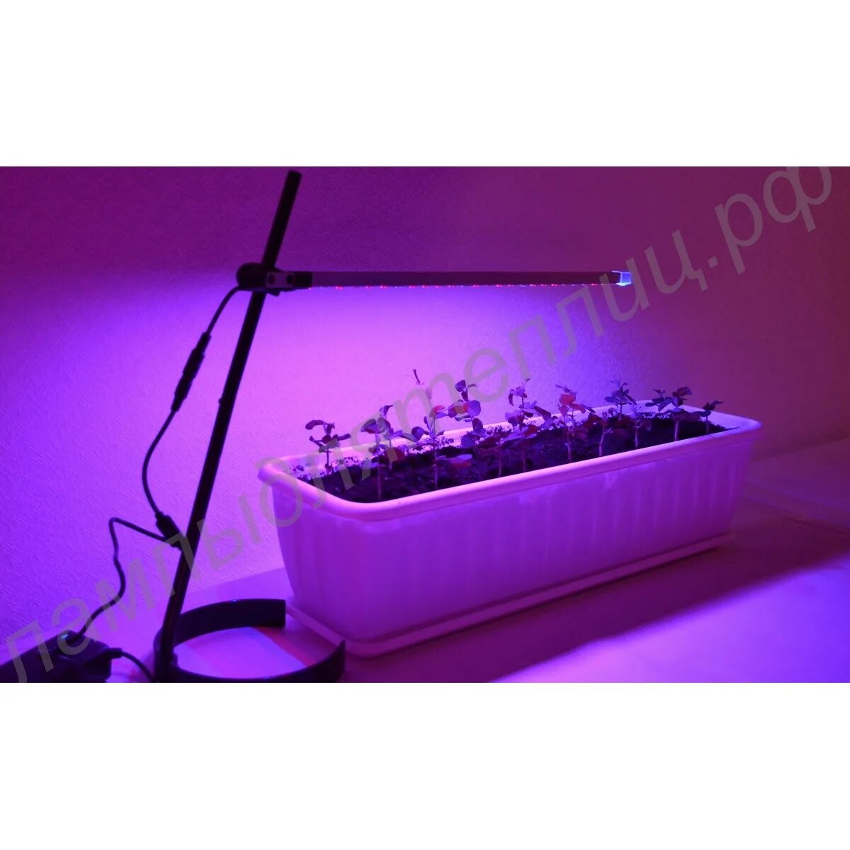 Как пользоваться лампой для рассады. Подсветка для рассады на подоконнике. Как пользоваться лампой для рассады. Фитолента светодиодная для растений uniel. Досветка рассады петунии.