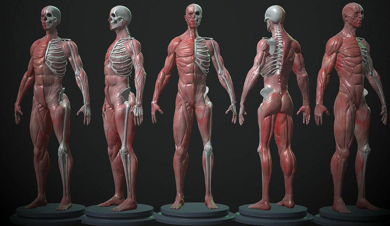 Анатомия человека мышцы 3д. Anatomy 3d мышцы. Челок анатомия. Мышечный скелет. Тотальное тело