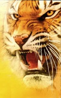 Tiger max