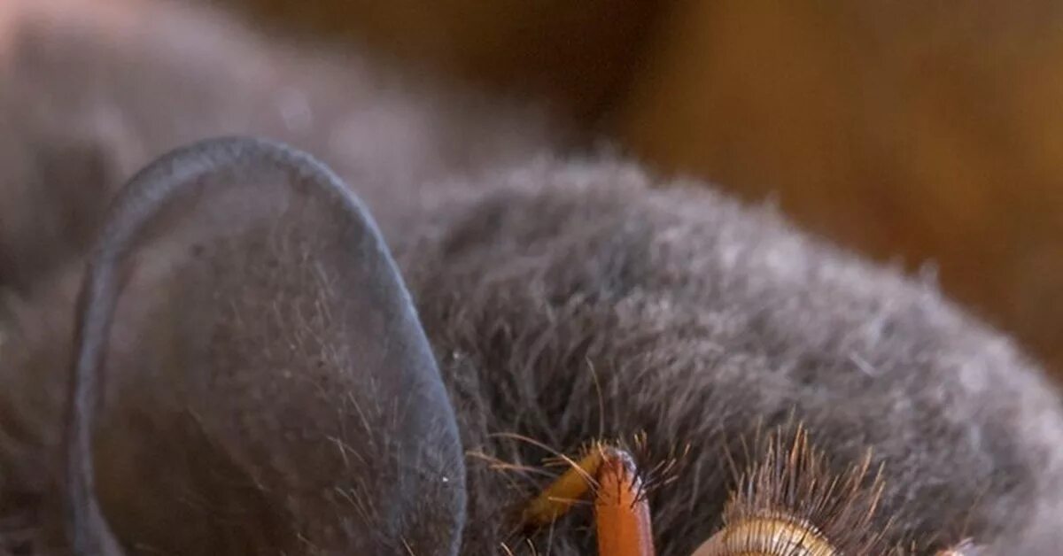 Мыши мухи. Кровососущие мухи летучих мышей (Nycteribiidae). Муха кровососка на летучих мышей. Кровососущие паразиты летучих мышей. Эктопаразиты летучих мышей.