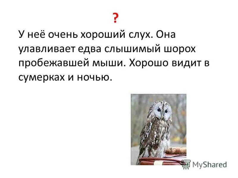 Мыши пробежали предложение. У кого очень хороший слух. Птица повторяющая звуки которые она слышит. Птица повторяющая звуки точь.