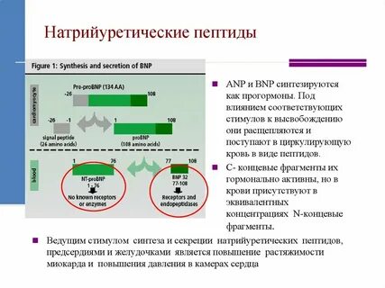 Натрийуретический пептид 32 что за анализ