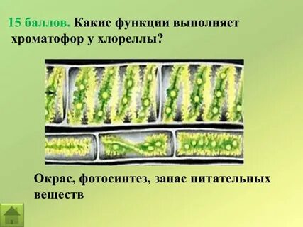 Хлорофилл у водорослей находится в хроматофоре