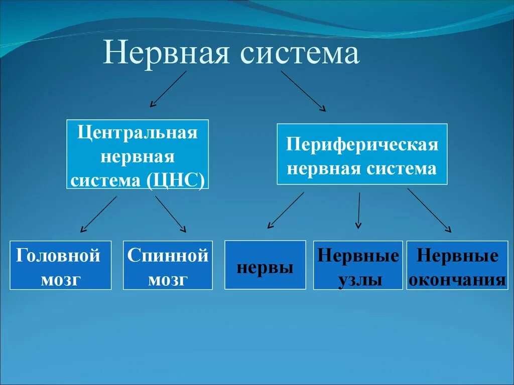 Дайте определение нервной системе. Нервная система. Нервная система презентация. Нервы для презентации. Строение нервной системы человека.