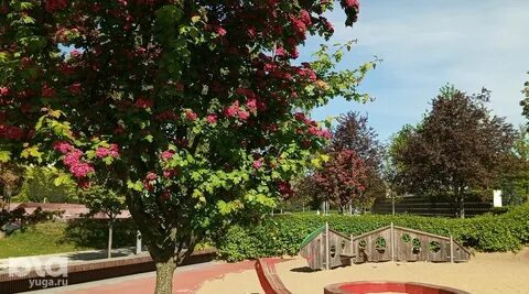 Розовый парк в краснодаре где