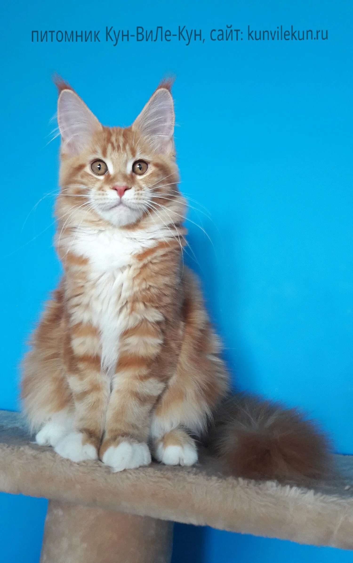 кун-кун. кун кун фото япония. кун-кун японская легенда фото. куне куне городская легенда. японская городская легенда.