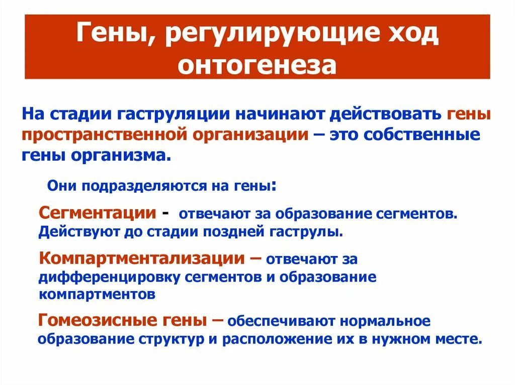 Гены онтогенеза. Гены регулирующие ход онтогенеза гены пространственной организации. Регуляция действия генов в онтогенезе. Генетическая регуляция развития на разных этапах онтогенеза. Дифференциальная активность генов на разных этапах онтогенеза.