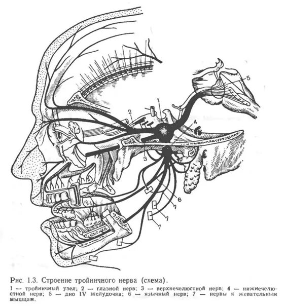 Тройничный нерв нерв. Тройничный нерв анатомия. Тройничного нерва ветви челюсти.