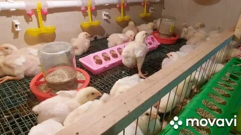 Уход за бройлерами с первых дней жизни
