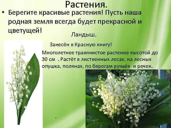 Растения необходимо охранять так как они
