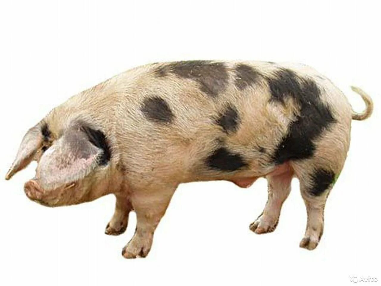 Белорусская пестрая порода поросят. Белорусские черно-пестрые свиньи. Ливенская порода поросят. Северокавказская порода свиней. Степная свинья