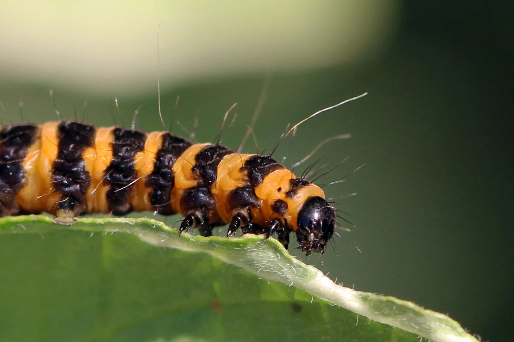 Tyria jacobaeae. Киноварная моль гусеница. Cinnabar-Moth-Caterpillar. Гусеница Камышовой моли.