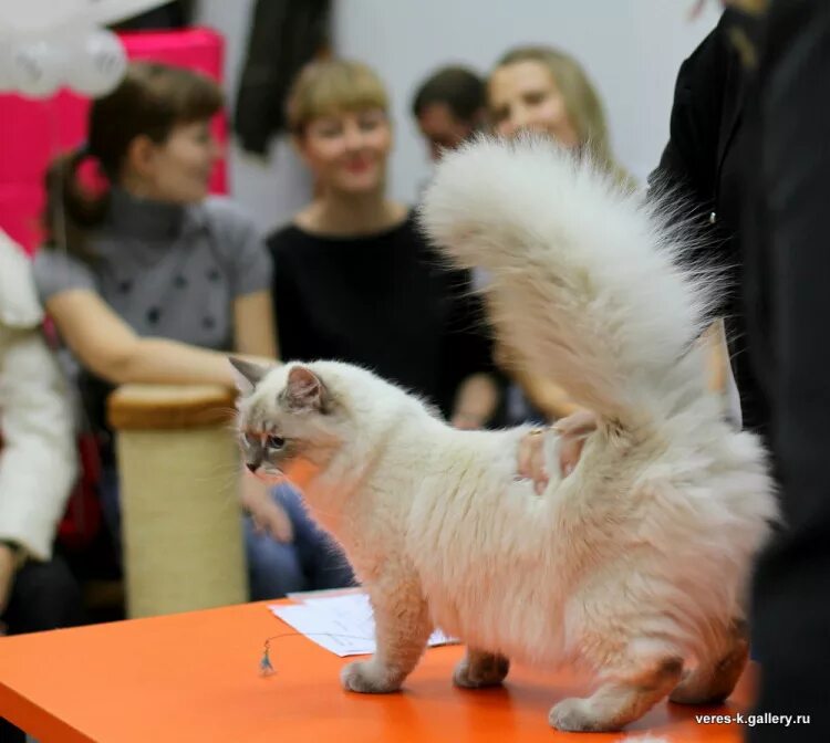 Купить кошку в ижевске. Выставка кошек Ижевск. Выставка кошечек в Ижевске. Ижевская кошка. Питомник кошек в Ижевске.