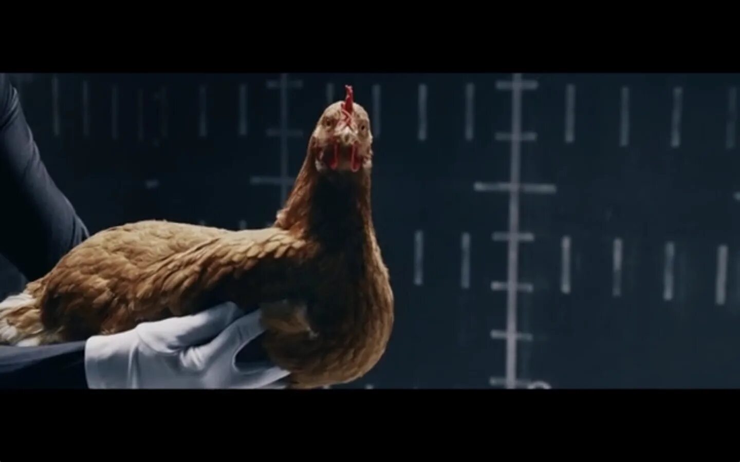 Реклама курицы.