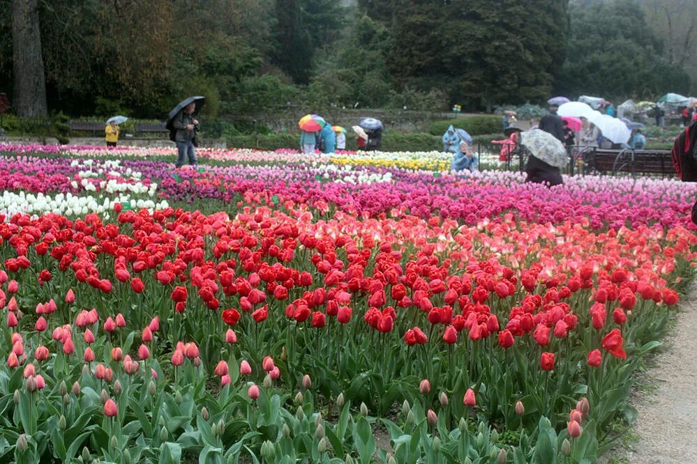 Купить тюльпаны в астрахани. Цветение тюльпанов в Таджикистане. Парк Пятигорска цветущие тюльпаны. Чувашия цветение тюльпанов. Калуга цветение тюльпанов.