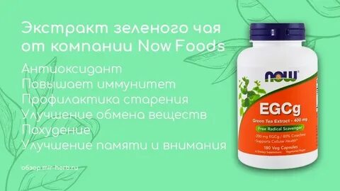 Экстракт зеленого чая состав