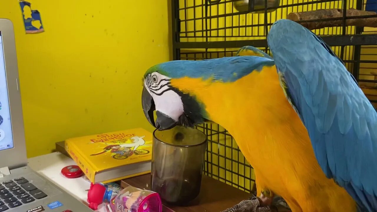 Канал ара. Канал ара. Попугай ара приколы. Parrot carrot. Попугай ара фм.