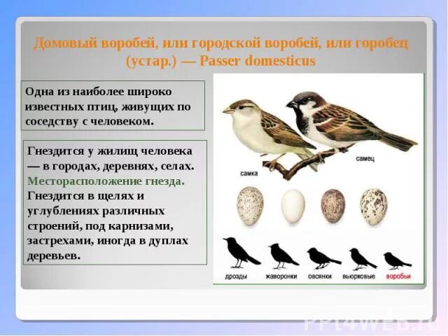 Внешний вид воробья. Воробьи виды. Внешний вид воробья описание. Строение воробья.